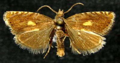 Dichrorampha petiverella var. slavana (Caradja, 1916)