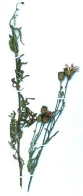 pesmă; Centaurea atropurpurea (Linnaeus, 1803)
