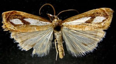Catoptria mienshani (Bleszynski, 1965)