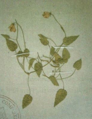 cădelniță; Campanula carpatica (Jacq.)
