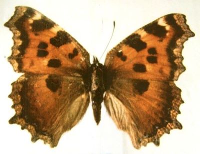Nymphalis xanthomelas xanthomelas (Denis & Schiffermüller, 1775)