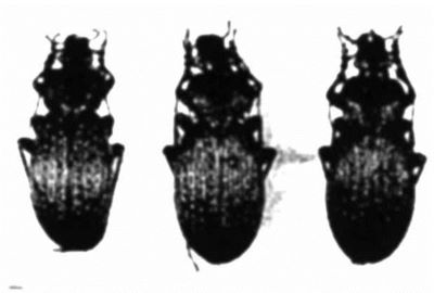 carabus alutensis; Carabus (Morphocarabus) alutensis, ord. Coleoptera, fam. Carabidae (Săvulescu, 1972)
