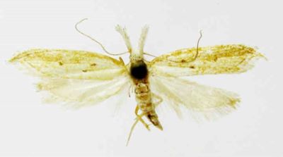holoscolia majorella; Holoscolia berytella (Rebel, 1902)