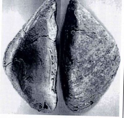 congeria murgeanui - holotip; Congeria (Mytilopsis) murgeanui (Papaianopol, 1992)