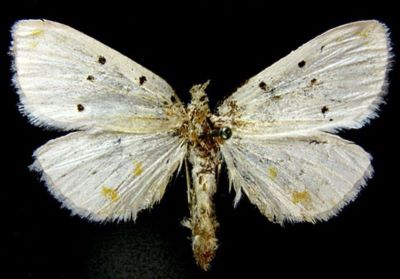 Brihaspa atrostigmella sinensis (Caradja, 1933)
