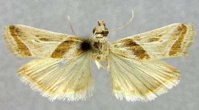 Pristophora discomaculella var. pauli (Caradja, 1910)