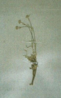 ipcărige; Gypsophila petraea (Baumg.) (Rchb., 1753)