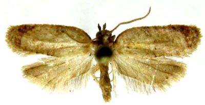 oxygrapha rotundipennis; Oxygrapha (Acalla) rotundipennis (Walsingham, 1897)