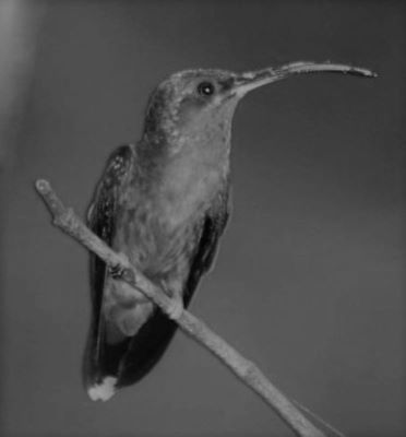 Glaucis hirsuta affinis (Lawrence)