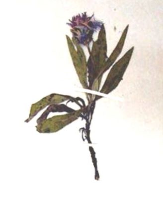 vinețele; Centaurea pinnatifida (Schur, 1866)