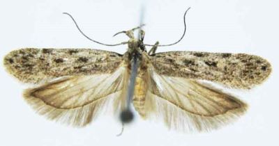 Gelechia mucosella var. griseella (Caradja, 1920)