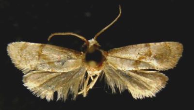 Phalonia subolivacea (Walsingham, 1897)