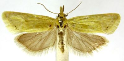 Grapholita sulphurana (Christoph, 1888)