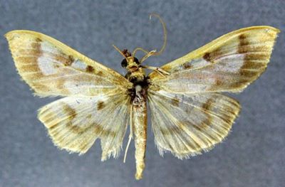 Sylepta costalis var. dilutalis (Caradja, 1937)
