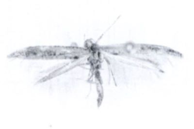 Gracillaria korbiella (Caradja, 1920)