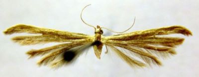Pterophorus turbidellus (Caradja, 1920)