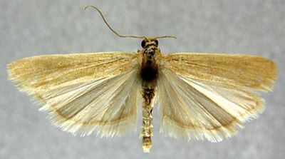 Staudingeria unicolorella (Roesler, 1970)