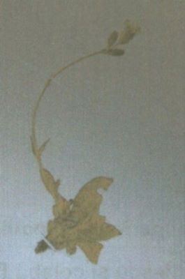 gușa porumbelului; Silene zawadzkii (Herb, 1843)