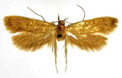 ceuthomadarus tenebrionellus var. crepusculellus; Ceuthomadarus tenebrionellus (Mann, 1864) var. crepusculellus (Caradja, 1920)