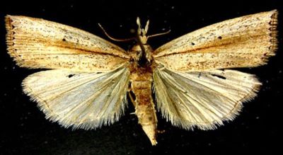 Calamotropha alcesta (Bleszynski, 1961)