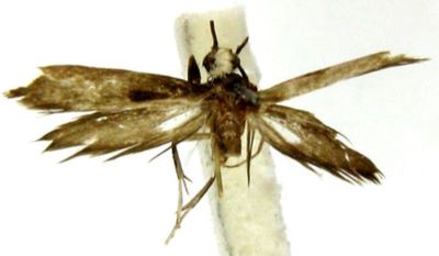 Metanomeuta zonoceros (Meyrick, 1935)