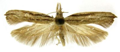 Cerostoma altissimella (Chrétien, 1915)