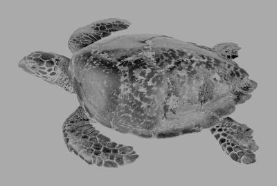 țestoasă marină; Eretmochelys imbricata