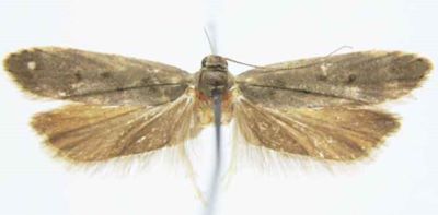 Tachyptilia lugens (Caradja 1920)