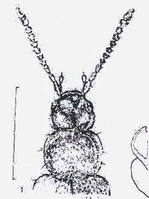 Plataraea verbekei (Haghebaert, 1990), ord. Coleoptera, fam. Staphylinidae