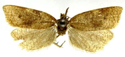 sparganothis praecana var. abiskoana; Sparganothis praecana (Kennel, 1900) var. abiskoana (Caradja, 1916)