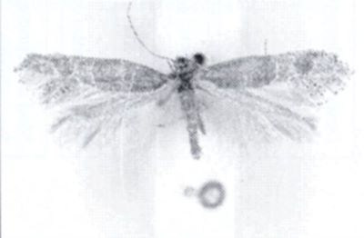 Euplocera deliciosella (Caradja, 1920)