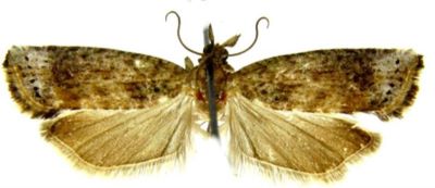 Ancylis latipennis var. ussuriensis (Caradja, 1916)