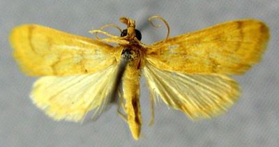 Pyrausta multifidalis (Chrétien, 1910)