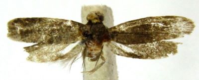 Metanomeuta fulvicrinis Meyrick, 1935