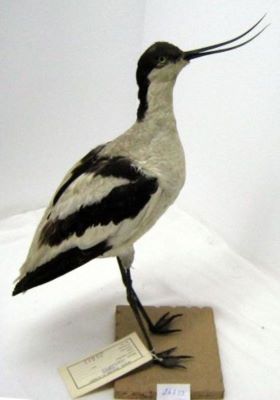 ciocântors; Recurvirostra avosetta (Linnaeus, 1758)