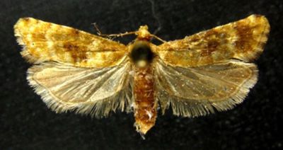 Cochylis austrinana (Chrétien, 1902)