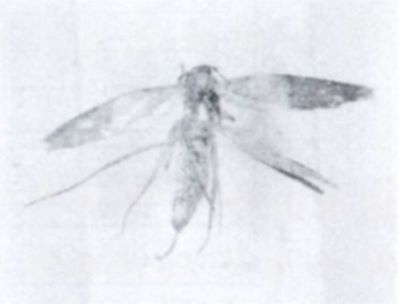 Opogona trachyclina (Meyrick, 1935)