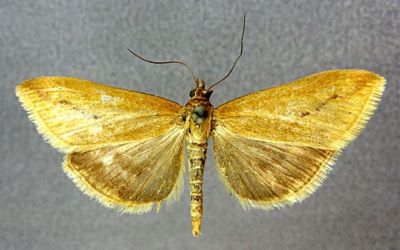 Phlyctaenodes yuennanensis (Caradja, 1937)