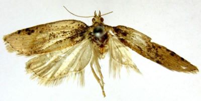 Peronea porphyrocentra (Meyrick, 1937)