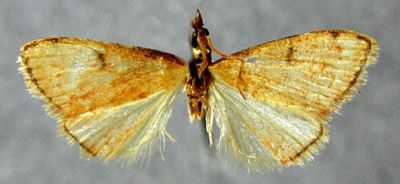 Calamochrous minimalis (Caradja, 1925)