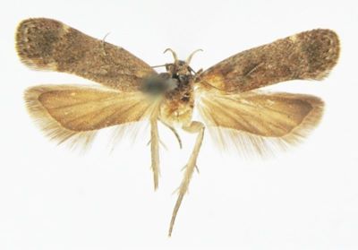 Tachyptilia panormitella (Caradja, 1920)