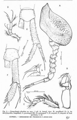 Campylaspis alveolata (Muradian, 1976)
