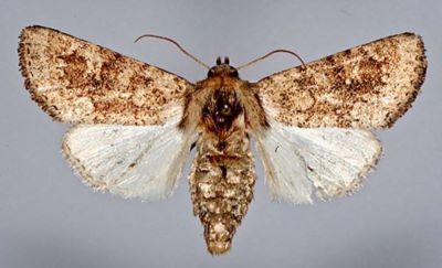 Luperina rubella sericea (Caradja, 1932)