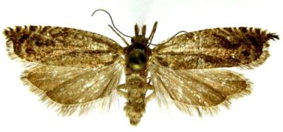 Ancylis unguicella var. cuencana (Caradja, 1916)