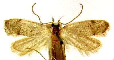 Symmoca muricella (Chretien, 1896)
