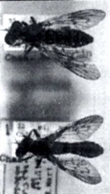 Heteropogon dorothyae (Martin, 1962)