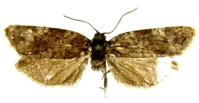 Cnephasia luctuosana (Rebel, 1914)