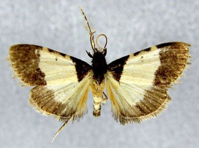 Stericta lactealis (Caradja, 1931)