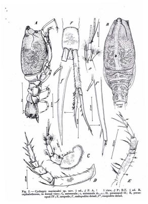 Cyclaspis marisrubri (Băcescu and Muradian, 1975)