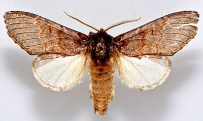Peridea korbi herculana f. angelae (Popescu-Gorj & Căpușe, 1963)